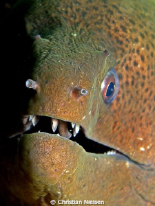 Face of a friendly Moray.
Used flash from side to create... by Christian Nielsen 